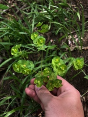 Euphorbia commutata