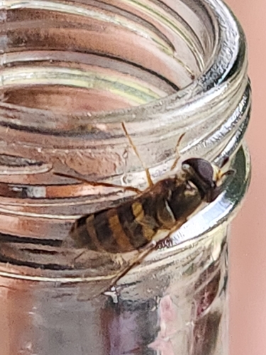 Unknown species found near Pegram, TN 37143, USA