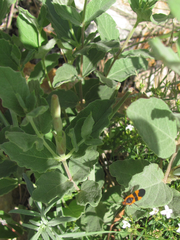 Mandevilla macrosiphon