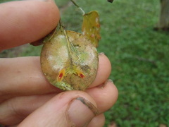 Lepanthes pecunialis