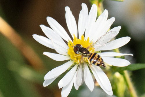 Unknown species found near Decatur, GA, USA