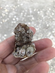 Molgula occidentalis