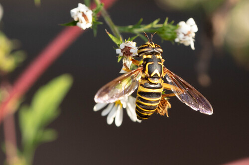 Unknown species found near Decatur, GA, USA
