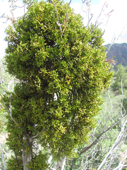 Phoradendron hawksworthii