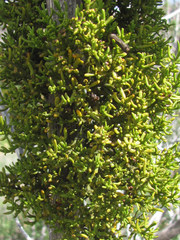 Phoradendron hawksworthii