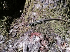 Liolaemus septentrionalis