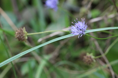 Jasione