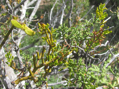 Phoradendron hawksworthii
