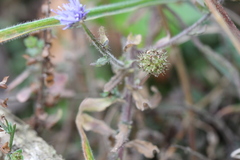 Jasione