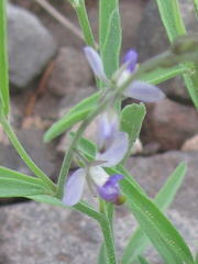 Hebecarpa barbeyana