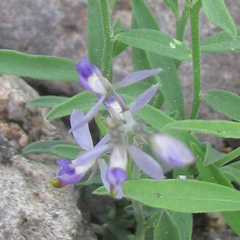 Hebecarpa barbeyana