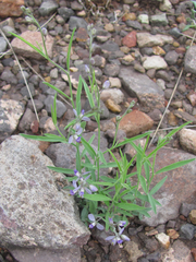 Hebecarpa barbeyana
