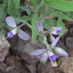 Hebecarpa barbeyana
