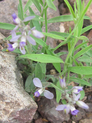 Hebecarpa barbeyana