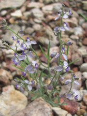Hebecarpa barbeyana