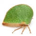 Eared Treehopper - Photo (c) Mike Quinn, Austin, TX, some rights reserved (CC BY-NC), uploaded by Mike Quinn, Austin, TX