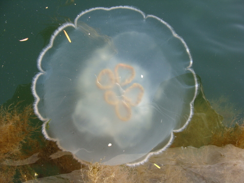 Greater Moon Jelly, photo 4 of 7