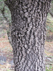 Quercus gravesii