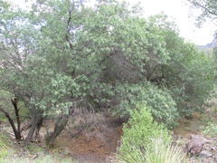 Quercus gravesii