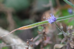Jasione