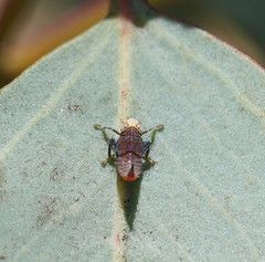 Tartessini