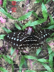 Lexias canescens