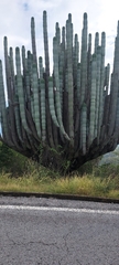 Pachycereus weberi, photograph (c) Roderick Cameron, some rights reserved (CC BY)