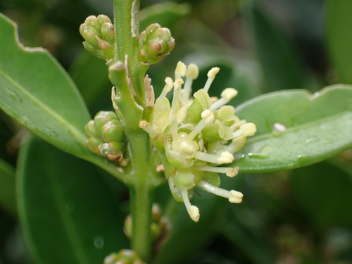 Buxus liukiuensis, 2025-10-05