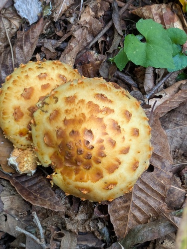 Pholiota aurivella