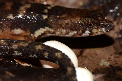 Keeled Water Skink, Cophoscincopus durus