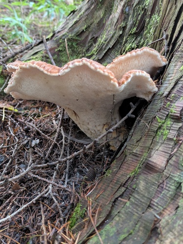 Bondarzewia occidentalis