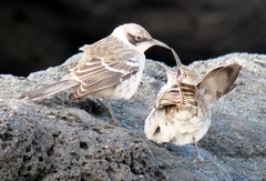 Mimus parvulus barringtoni