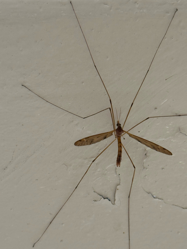 Unknown species found near Prospect St, New Haven, CT, US