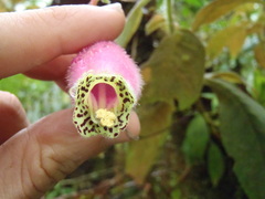 Kohleria affinis