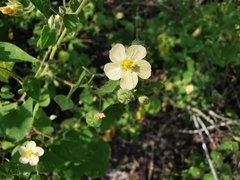 Abutilon viscosum