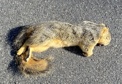 Sciurus niger