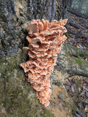 Laetiporus sulphureus