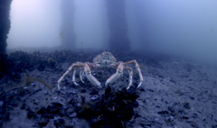 Leptomithrax gaimardii