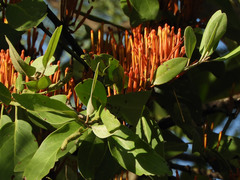 Phragmanthera