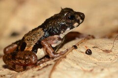 Yapo River Frog photo 2