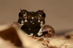 Yapo River Frog photo 4