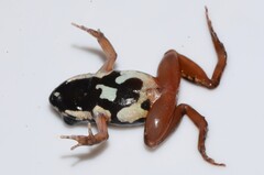 Yapo River Frog photo 3