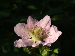 Rubus × loganobaccus