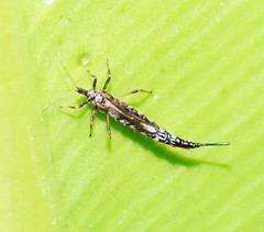 Idolothrips
