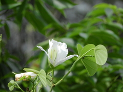 Bauhinia variegata candida