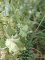 Atriplex laciniata