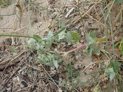 Atriplex laciniata
