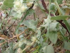 Atriplex laciniata