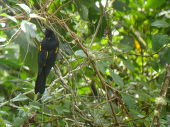 Cacicus chrysonotus