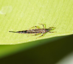 Idolothrips